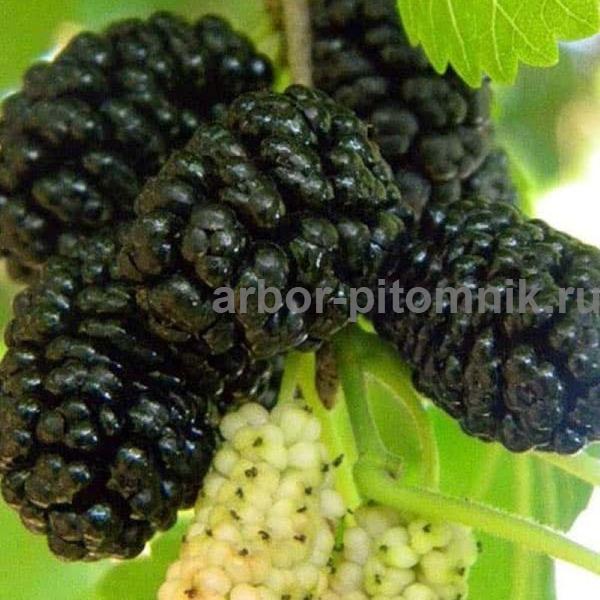 Саженцы шелковицы в Москве и Подмосковье из питомника Арбор — фото 2